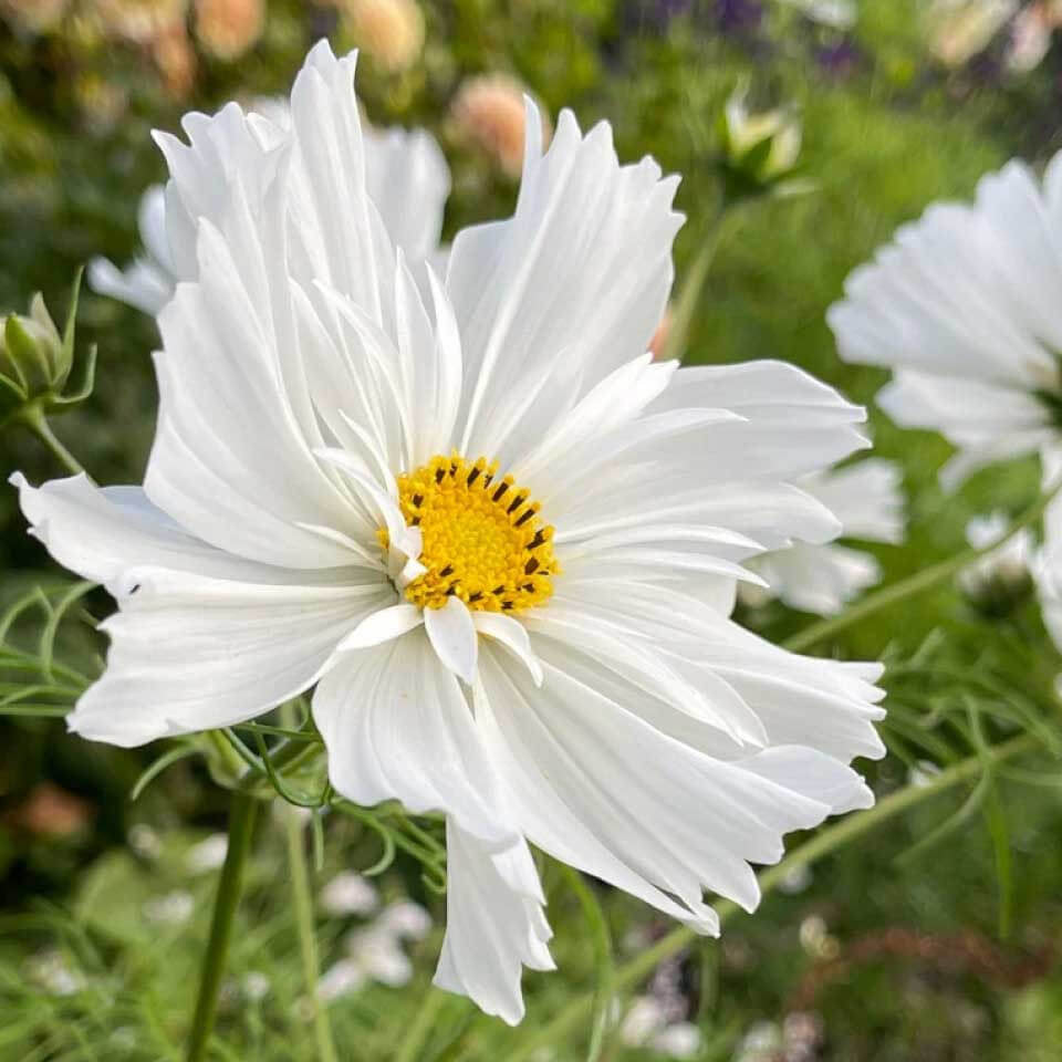 White Cosmos Seeds - Heirloom Flower Garden Seeds for Growing