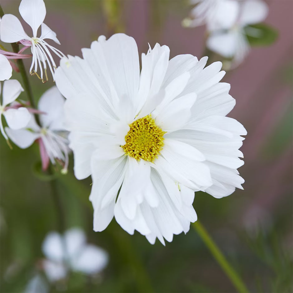 White Cosmos Seeds - Heirloom Flower Garden Seeds for Growing