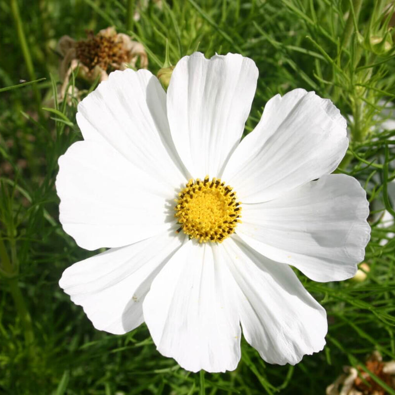 White Cosmos Seeds - Heirloom Flower Garden Seeds for Growing
