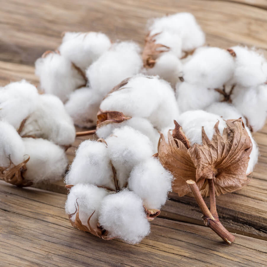 White Cotton Seeds - Heirloom Flower Garden Seeds for Growing