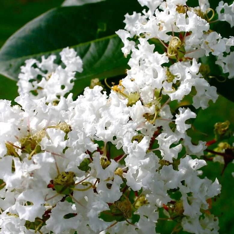 White Crepe Myrtle Lagerstroemia indica Seeds - Heirloom Flower Garden Seeds for Growing