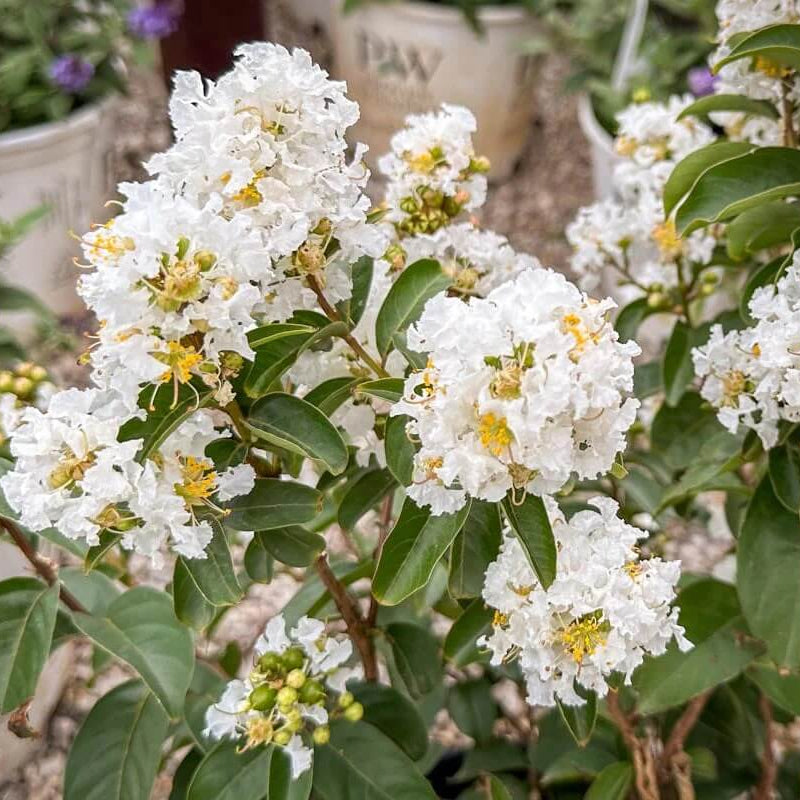 White Crepe Myrtle Lagerstroemia indica Seeds - Heirloom Flower Garden Seeds for Growing