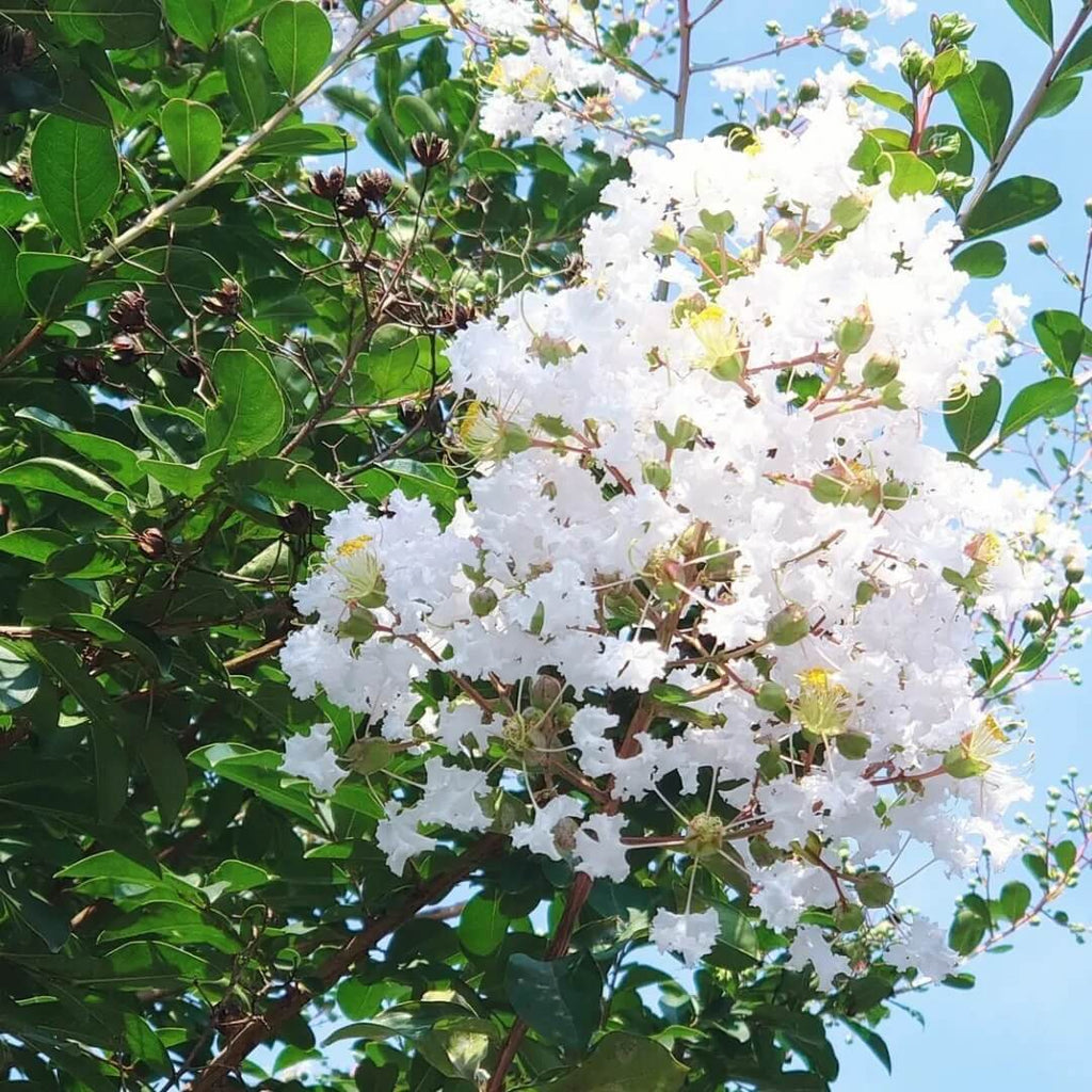 White Crepe Myrtle Lagerstroemia indica Seeds - Heirloom Flower Garden Seeds for Growing
