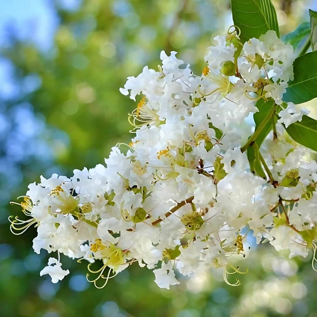 White Crepe Myrtle Lagerstroemia indica Seeds - Heirloom Flower Garden Seeds for Growing