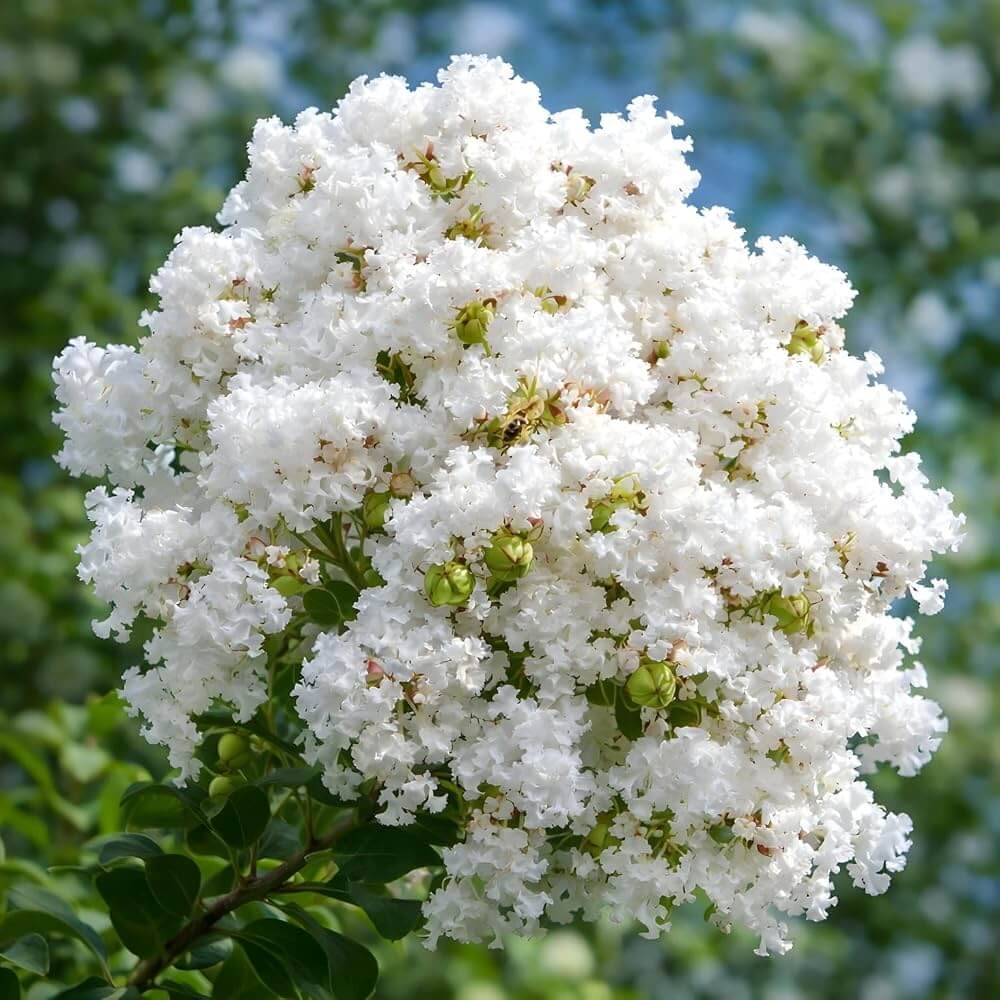 White Crepe Myrtle Lagerstroemia indica Seeds - Heirloom Flower Garden Seeds for Growing
