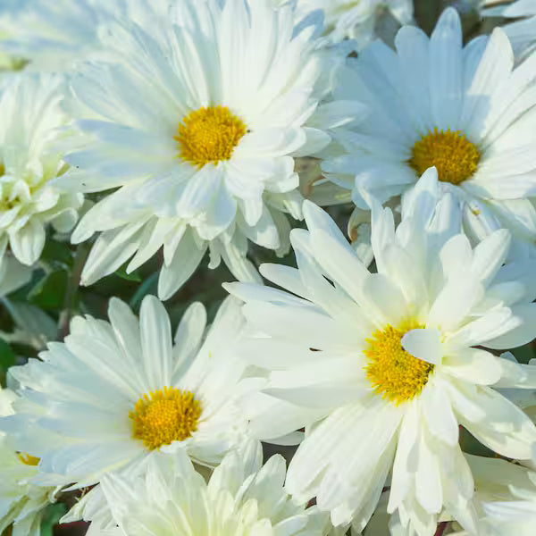 White Daisy Yarrow Seeds - Heirloom Flower Garden Seeds for Growing