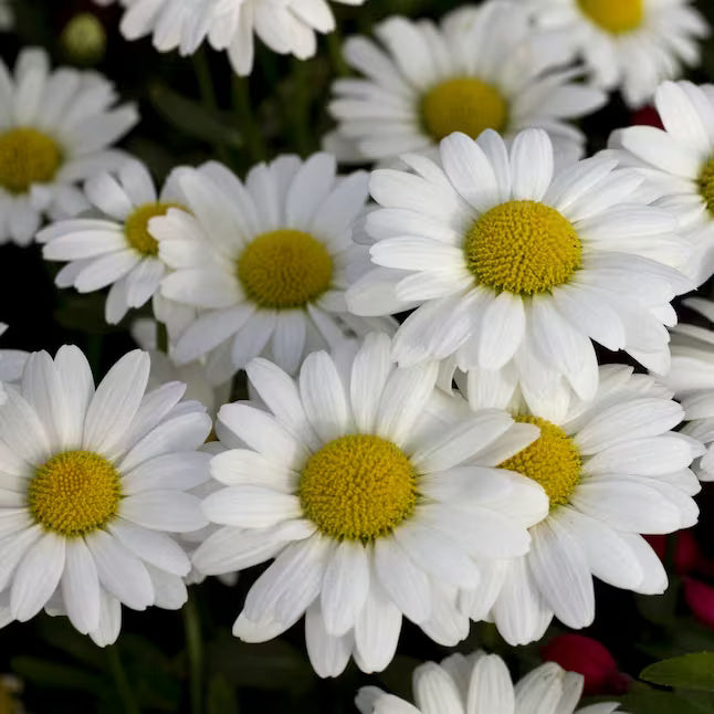 White Daisy Yarrow Seeds - Heirloom Flower Garden Seeds for Growing