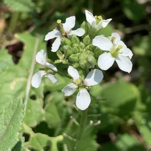 White Diplotaxis Wasabi Seeds - Heirloom Flower Garden Seeds for Growing