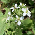 White Diplotaxis Wasabi Seeds - Heirloom Flower Garden Seeds for Growing
