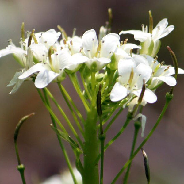 White Diplotaxis Wasabi Seeds - Heirloom Flower Garden Seeds for Growing