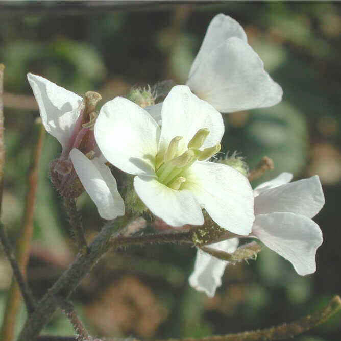 White Diplotaxis Wasabi Seeds - Heirloom Flower Garden Seeds for Growing