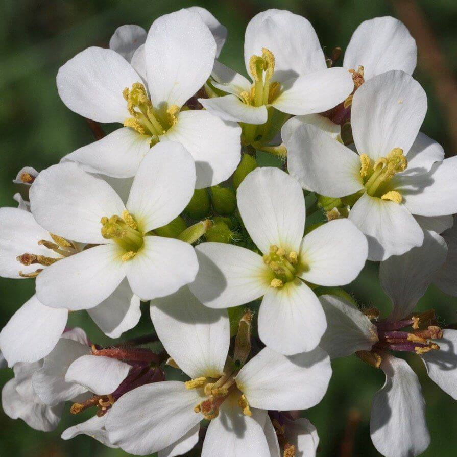 White Diplotaxis Wasabi Seeds - Heirloom Flower Garden Seeds for Growing
