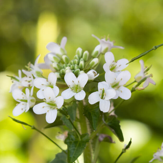 White Diplotaxis Wasabi Seeds - Heirloom Flower Garden Seeds for Growing