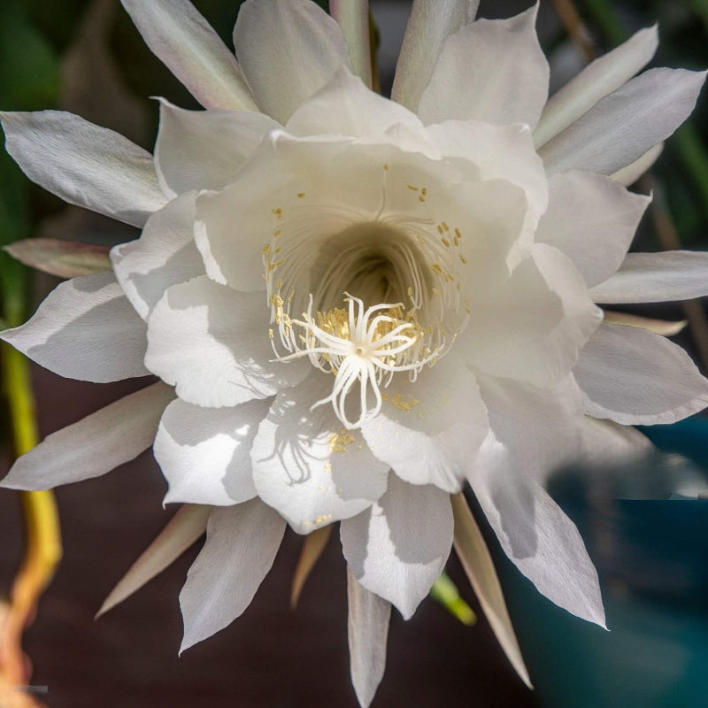 White Epiphyllum Oxypetalum Seeds - Heirloom Flower Garden Seeds for Growing