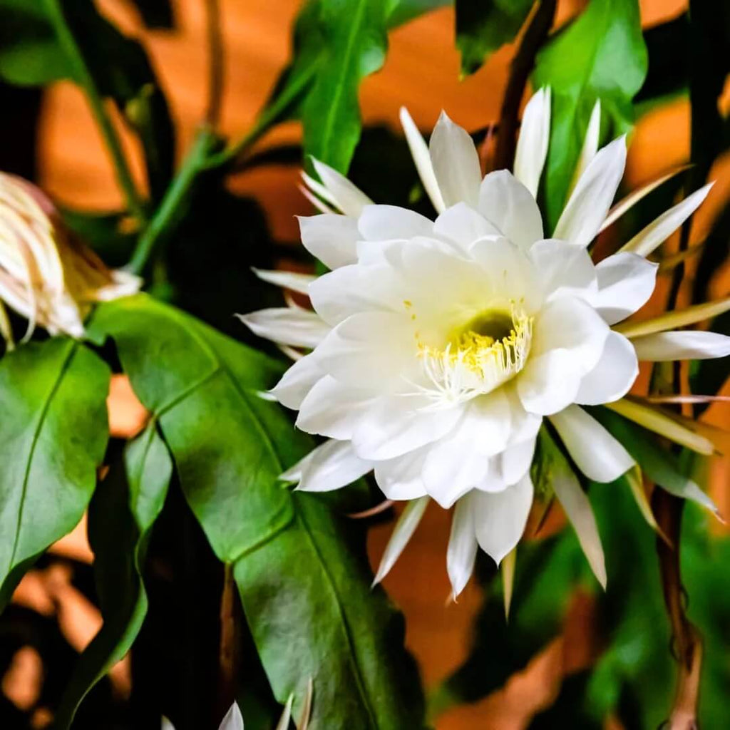 White Epiphyllum Oxypetalum Seeds - Heirloom Flower Garden Seeds for Growing