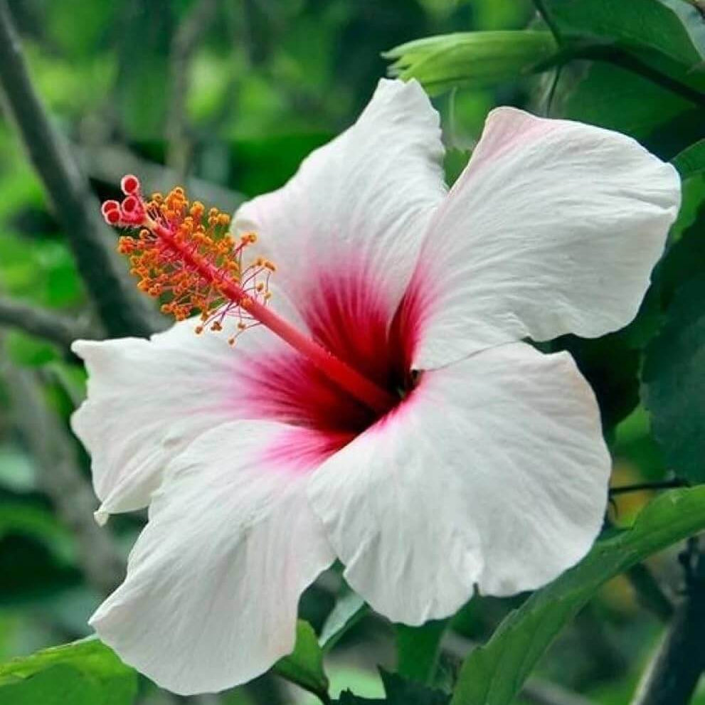 White Eye Hibiscus Seeds - Heirloom Flower Garden Seeds for Growing