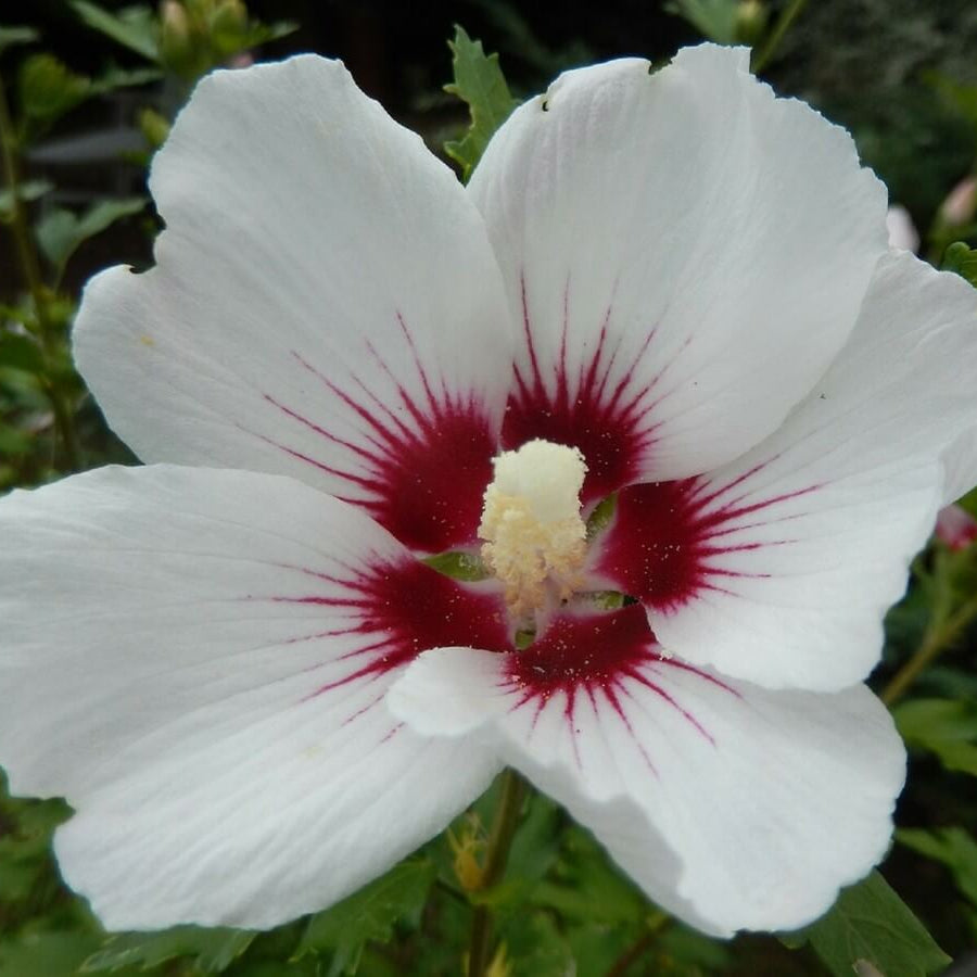 White Eye Hibiscus Seeds - Heirloom Flower Garden Seeds for Growing