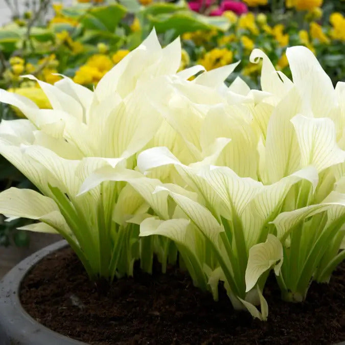 White Feather Hosta Seeds - Heirloom Flower Garden Seeds for Growing