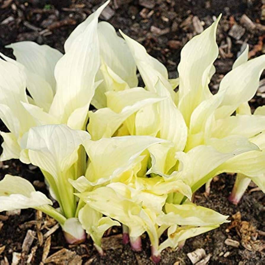 White Feather Hosta Seeds - Heirloom Flower Garden Seeds for Growing