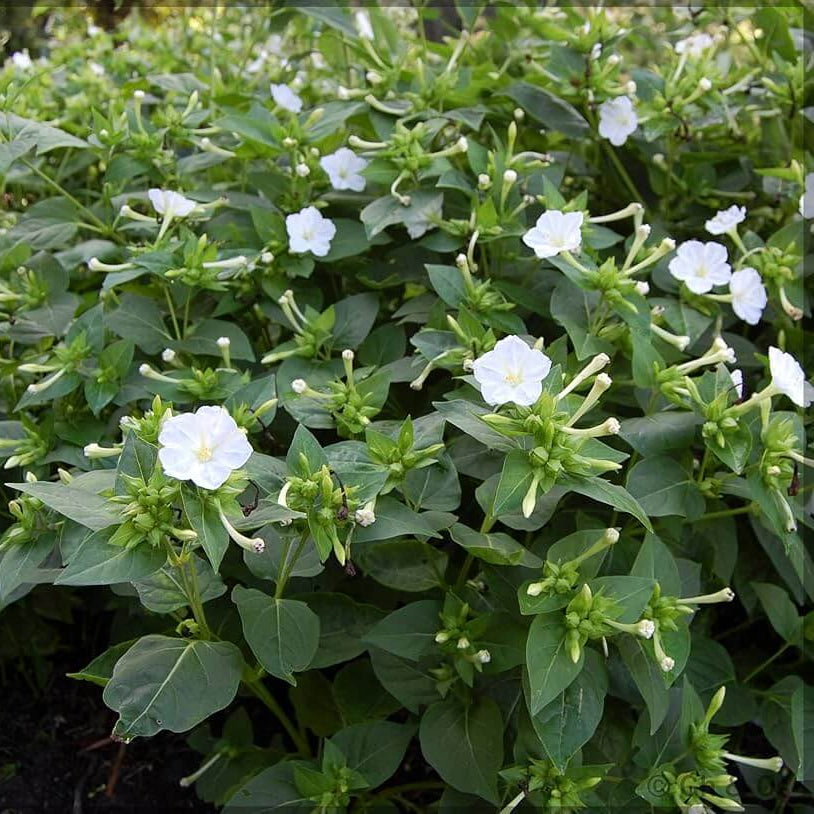 White Four O'Clock Seeds - Heirloom Flower Garden Seeds for Growing