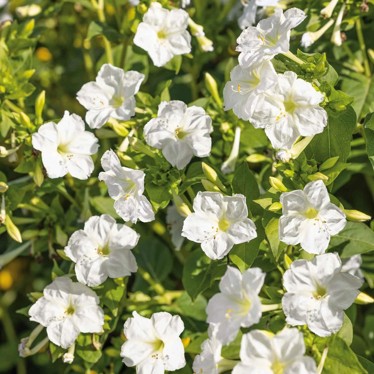 White Four O'Clock Seeds - Heirloom Flower Garden Seeds for Growing
