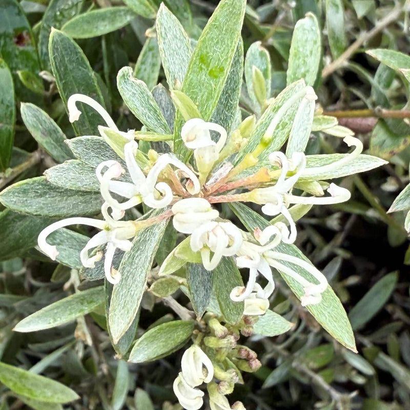 White Grevillea Seeds - Heirloom Flower Garden Seeds for Growing