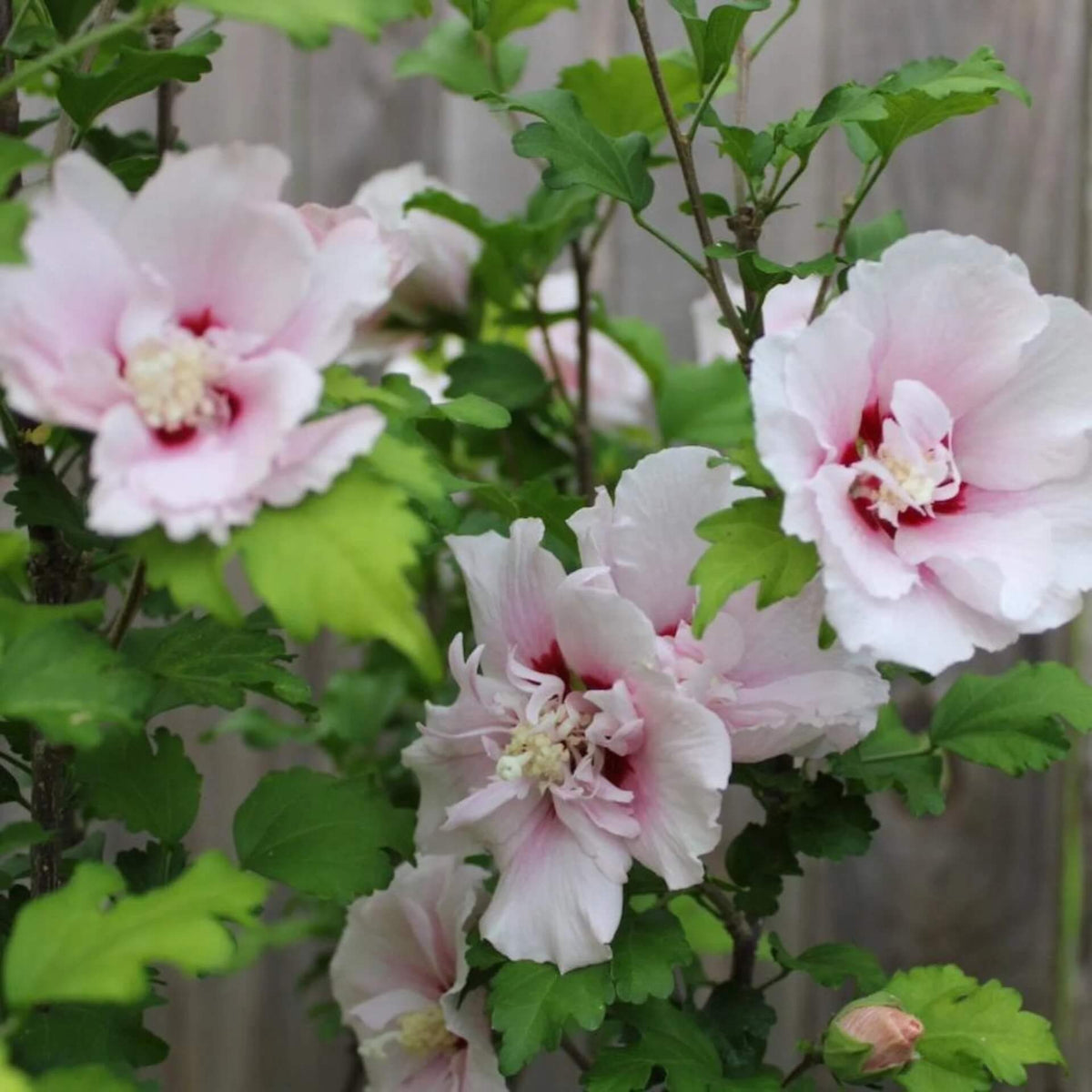 White & Hot Pink Mix Rose of Sharon Seeds - Heirloom Flower Garden Seeds for Growing