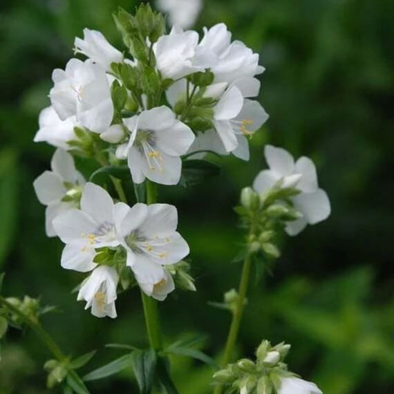 White Jacoba Ladder Seeds - Heirloom Flower Garden Seeds for Growing