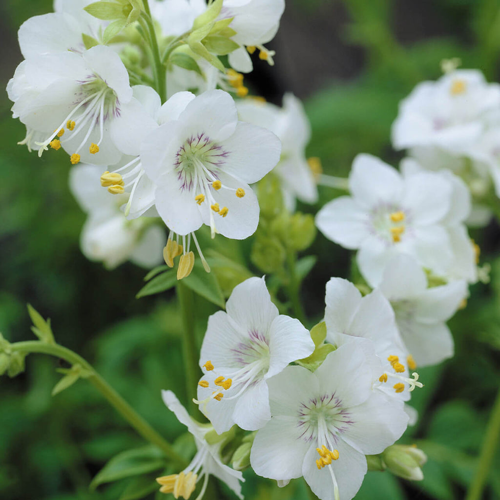 White Jacoba Ladder Seeds - Heirloom Flower Garden Seeds for Growing