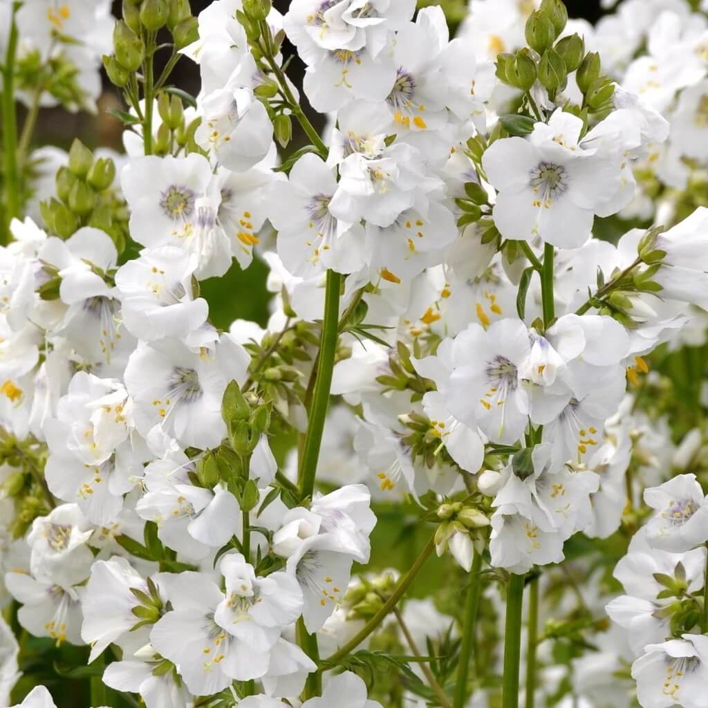 White Jacoba Ladder Seeds - Heirloom Flower Garden Seeds for Growing