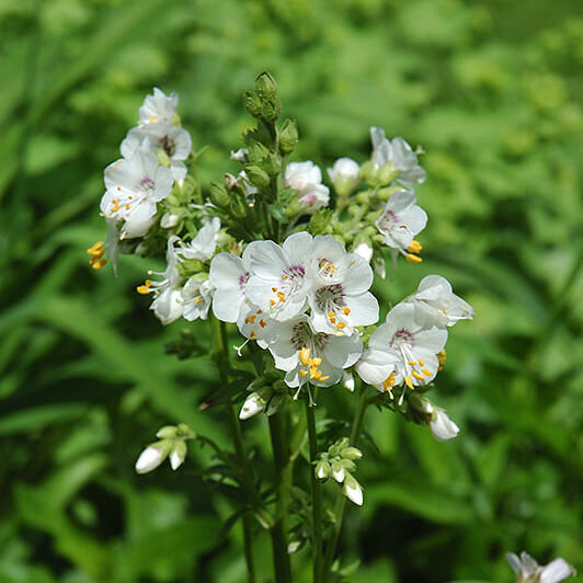 White Jacoba Ladder Seeds - Heirloom Flower Garden Seeds for Growing