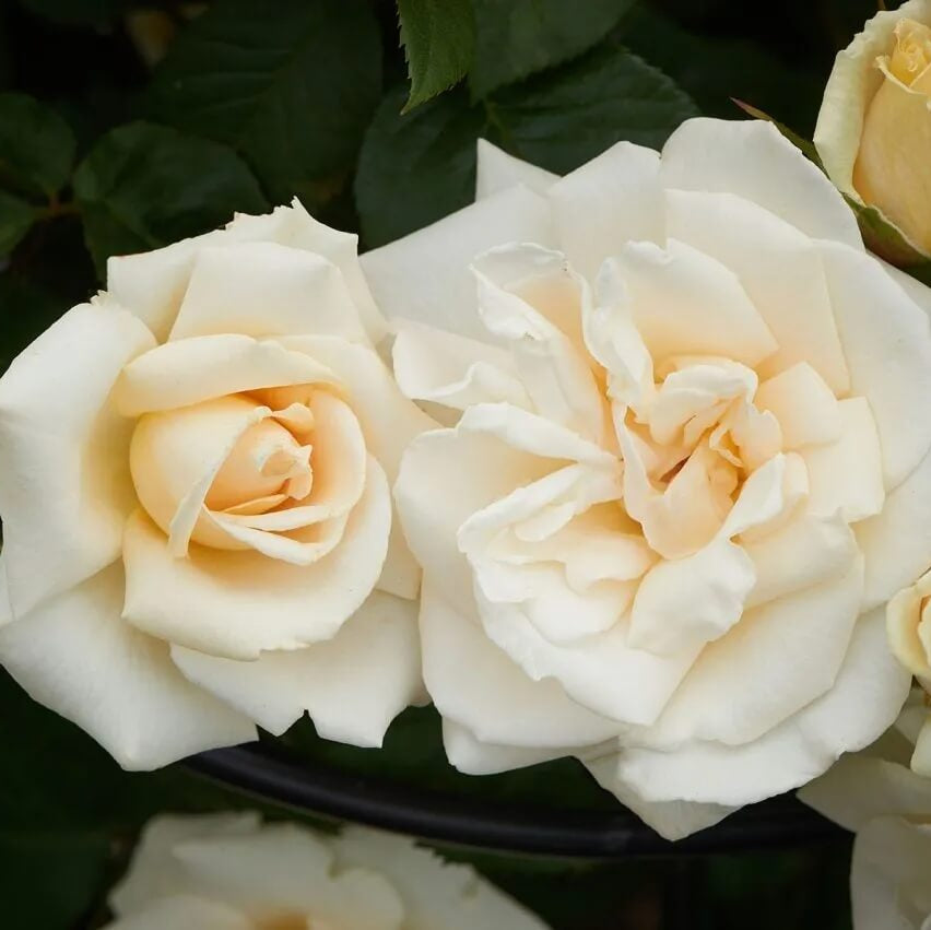 White Knight Rose Flower Seeds - Heirloom Flower Garden Seeds for Growing