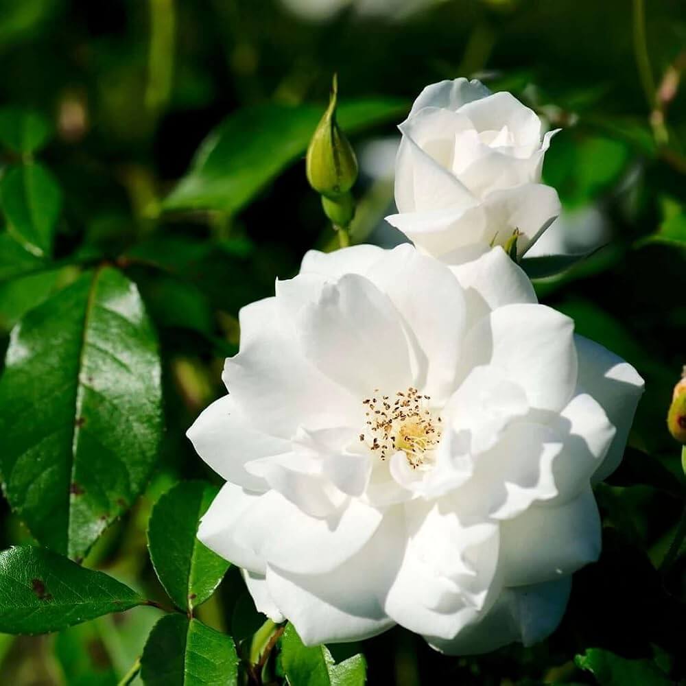 White Knight Rose Flower Seeds - Heirloom Flower Garden Seeds for Growing