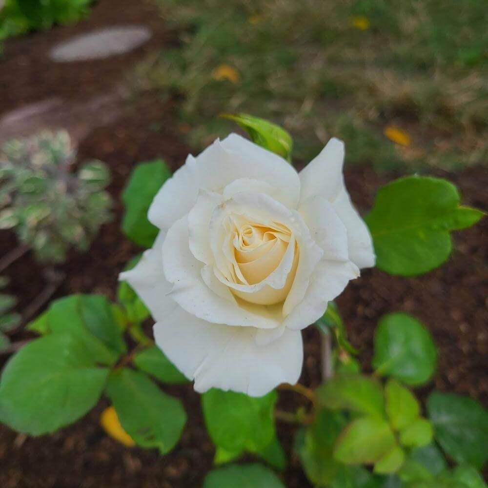 White Knight Rose Flower Seeds - Heirloom Flower Garden Seeds for Growing