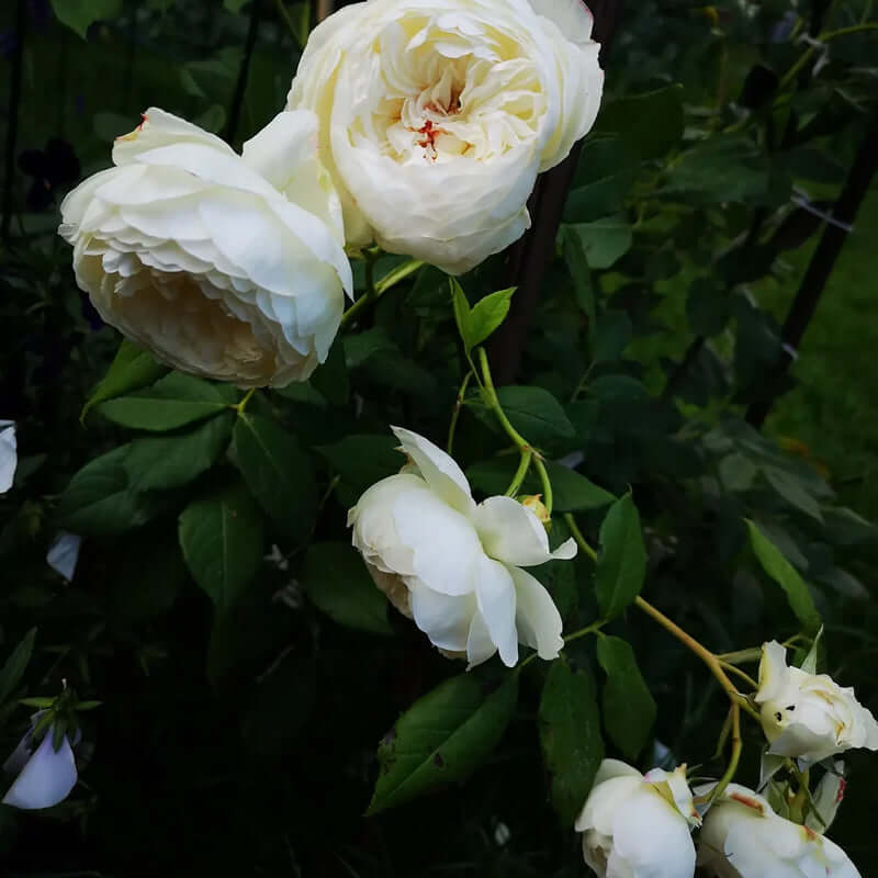 White Knight Rose Flower Seeds - Heirloom Flower Garden Seeds for Growing