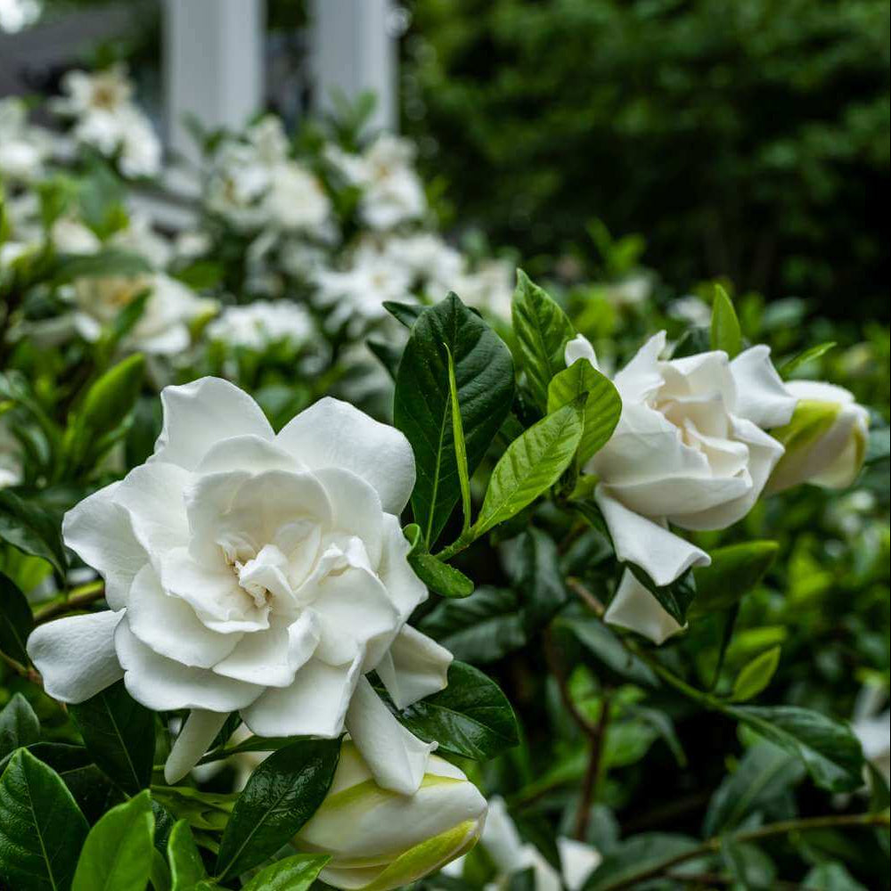 White Knight Rose Flower Seeds - Heirloom Flower Garden Seeds for Growing