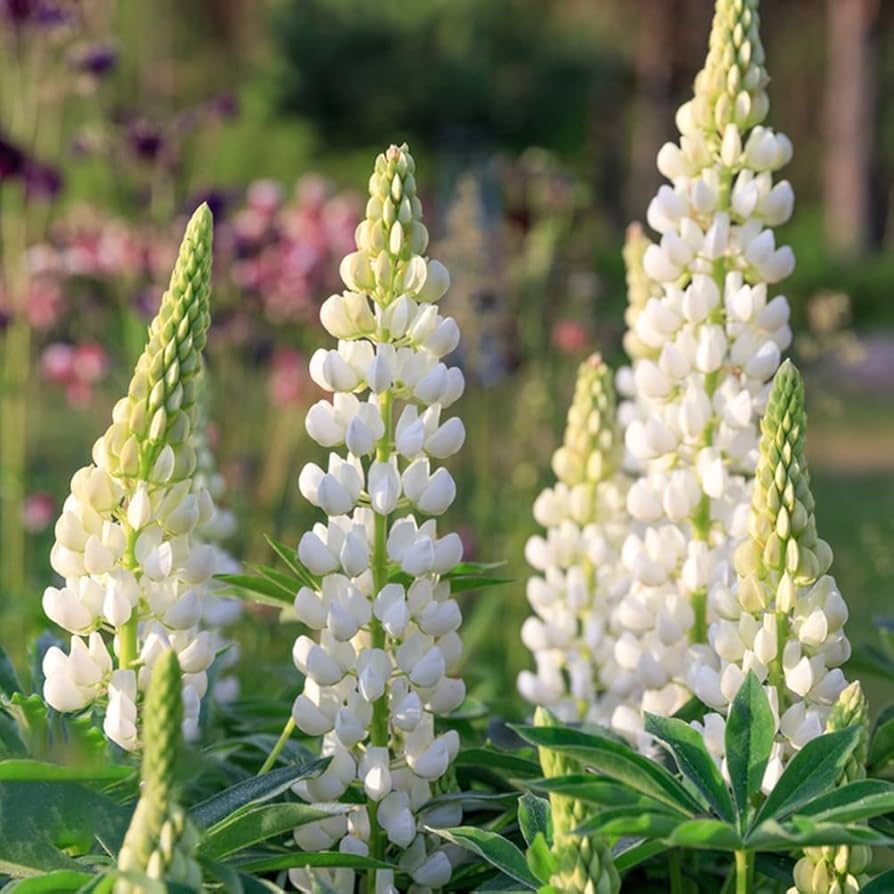 White Lupine Seeds - Heirloom Flower Garden Seeds for Growing