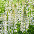 White Lupine Seeds - Heirloom Flower Garden Seeds for Growing
