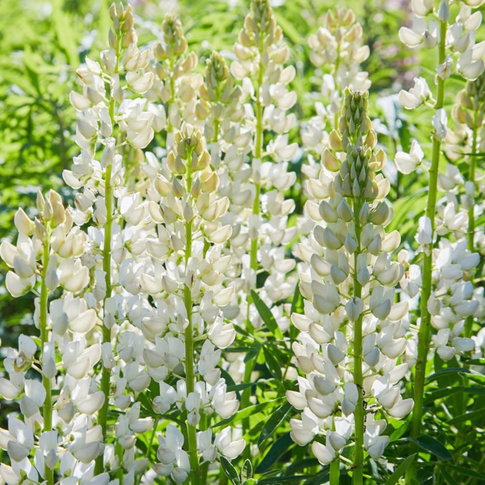 White Lupine Seeds - Heirloom Flower Garden Seeds for Growing