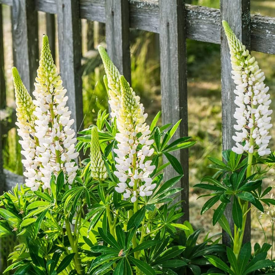White Lupine Seeds - Heirloom Flower Garden Seeds for Growing