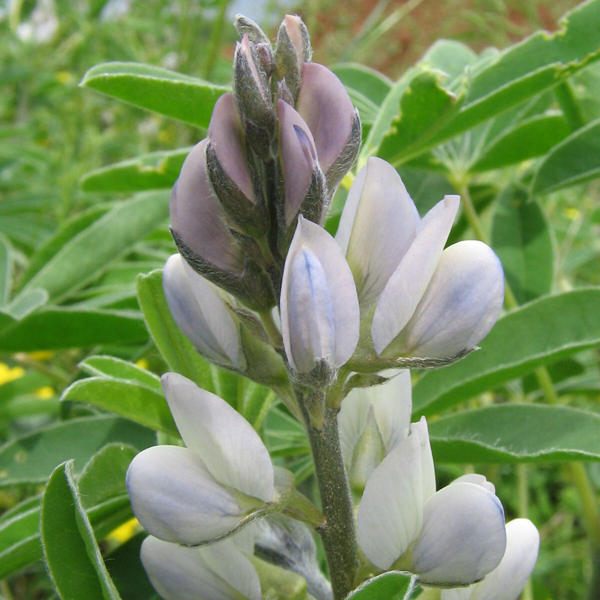 White Lupine Seeds - Heirloom Flower Garden Seeds for Growing