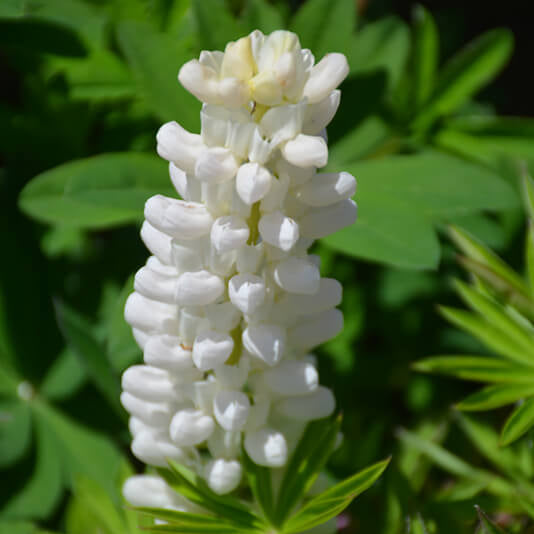 White Lupine Seeds - Heirloom Flower Garden Seeds for Growing