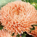 White Orange Aster Seeds - Heirloom Flower Garden Seeds for Growing