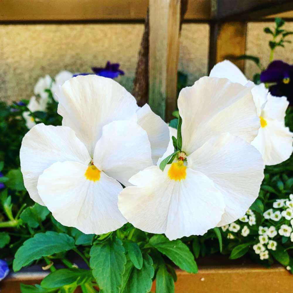 White Pansy Seeds - Heirloom Flower Garden Seeds for Growing
