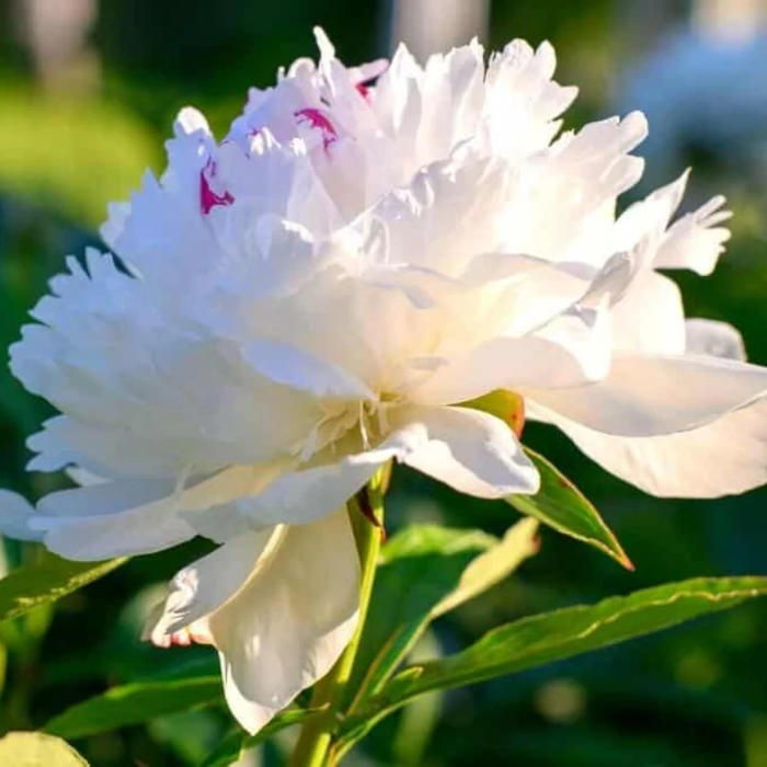 White Peony Seeds - Heirloom Flower Garden Seeds for Growing