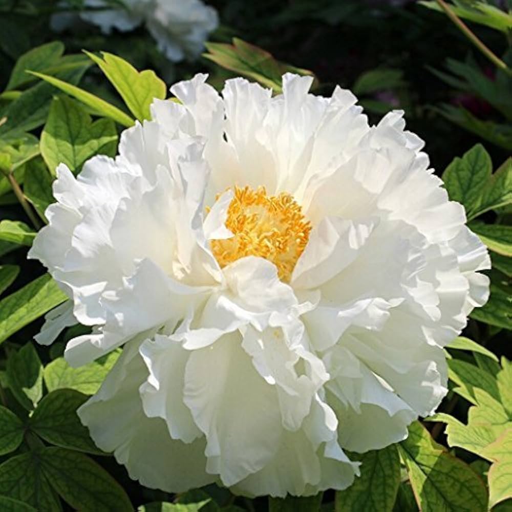 White Peony Seeds - Heirloom Flower Garden Seeds for Growing