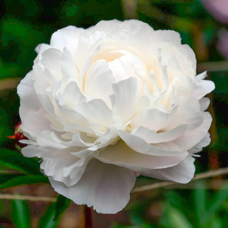 White Peony Seeds - Heirloom Flower Garden Seeds for Growing