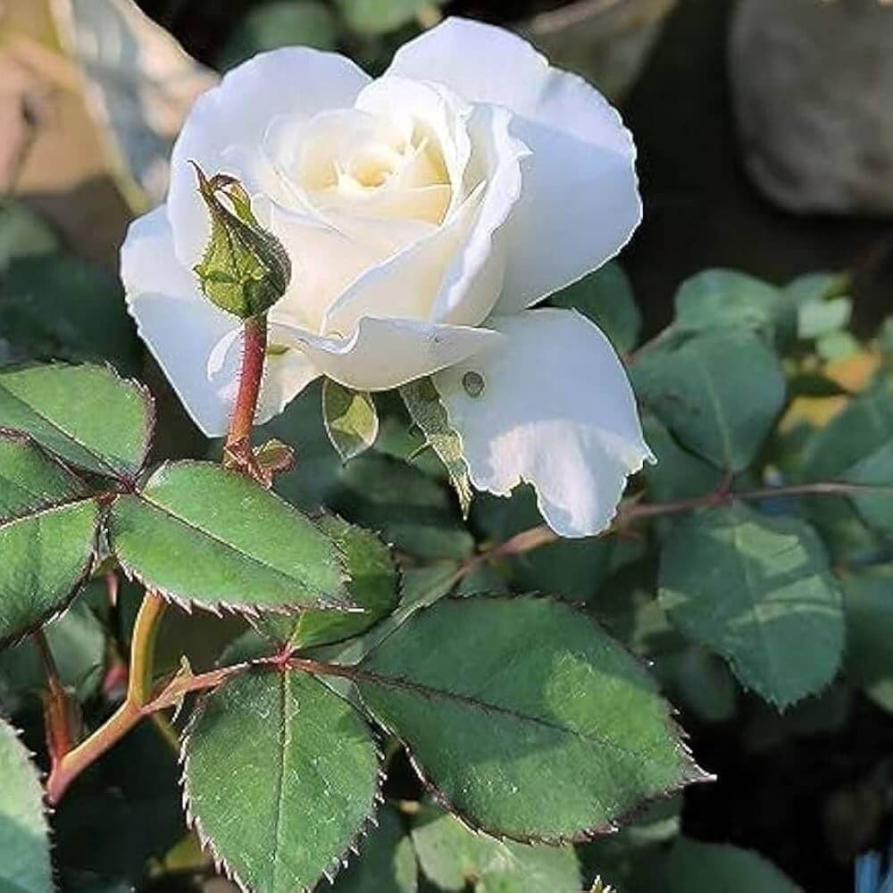 White Perennial Rose Seeds - Heirloom Flower Garden Seeds for Growing