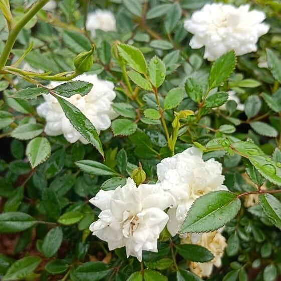 White Perennial Rose Seeds - Heirloom Flower Garden Seeds for Growing