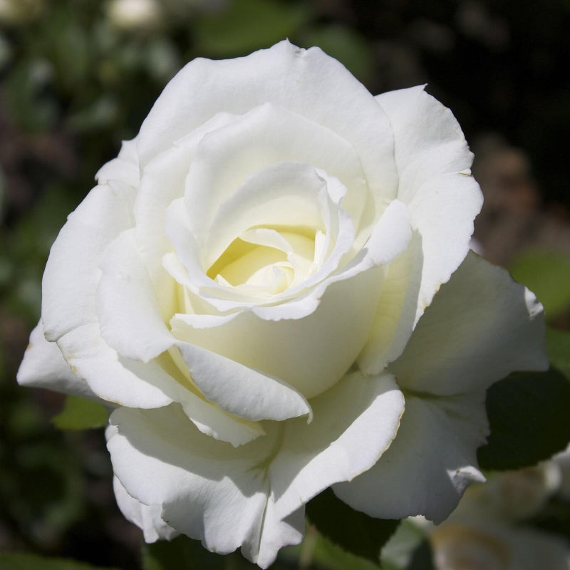 White Perennial Rose Seeds - Heirloom Flower Garden Seeds for Growing